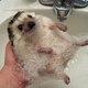 Illustration for article titled Inspired by the Bridal Party Racoon post: Rare Pets